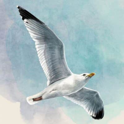 PPD Servietten Möwe